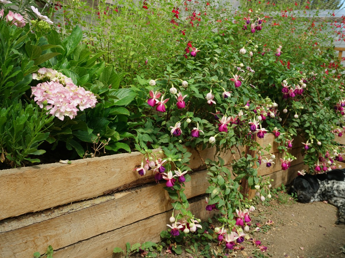 Summertime in the&nbsp;Garden